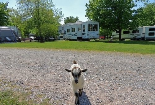 Gettysburg Farm Rv Campground East Berlin Exterior foto